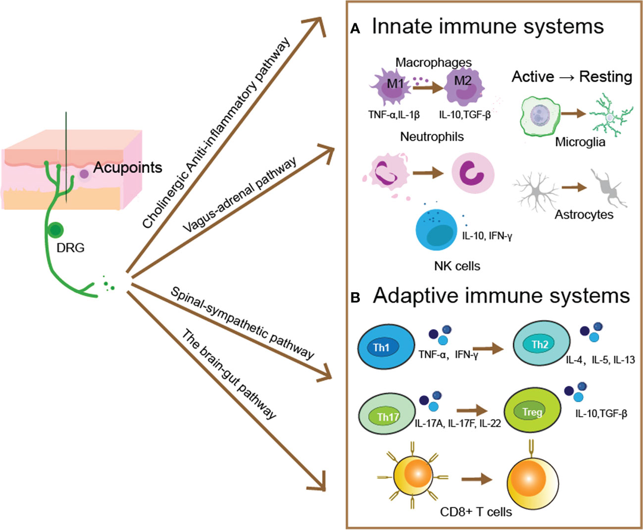 dr. Surya W Giri, Sp.Ak, CHt
